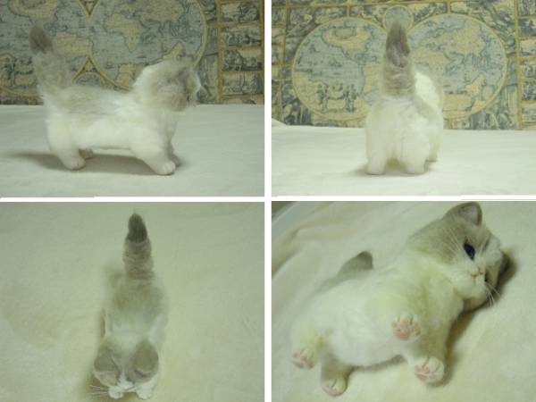 YN 羊毛フェルト 猫 ラグドール 赤ちゃんNo6ハンドメイド