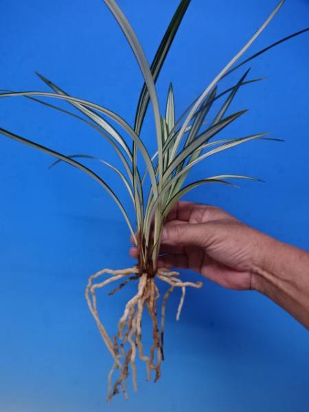 ○寒蘭 登録品（緑宝） B-10 花、園芸 【公式通販】