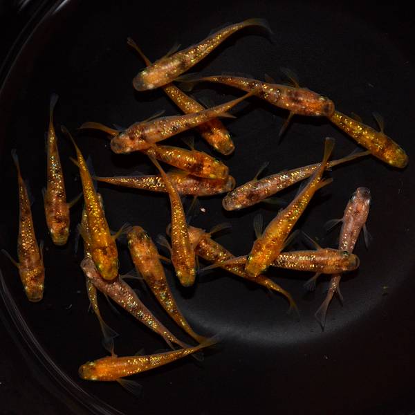 【丸玄】　赤ブチラメ　上物　20匹　Ｑ4