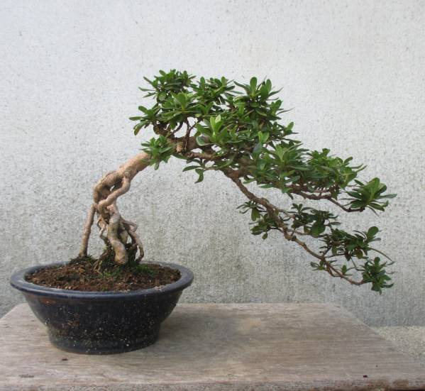 小品 根上り さつき盆栽 ◇山の光◇ 鉢 14cm