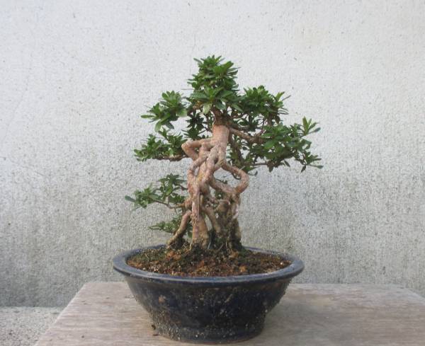 小品 根上り さつき盆栽 ◇山の光◇ 鉢 14cm