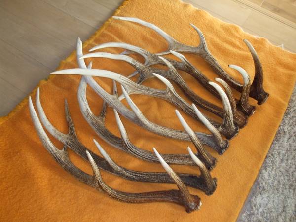 北海道産 蝦夷鹿の角 ② 【バラ角・8本】 エゾシカ えぞ鹿 北海道