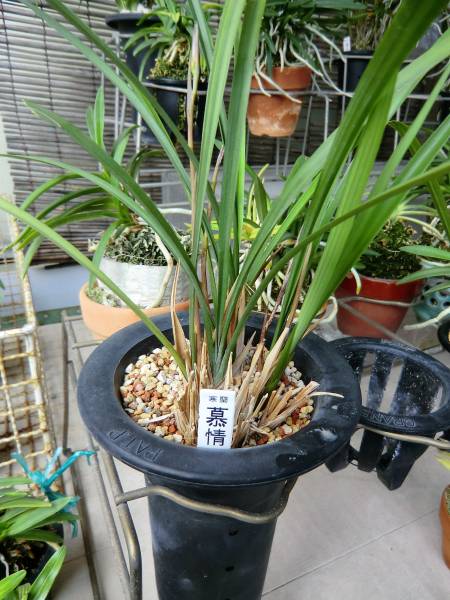 土佐寒蘭桃花の銘花　　慕情(花付き)