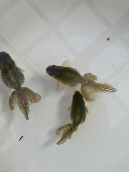 極上種 三輪系統 津軽錦 当歳魚3匹セット【A】