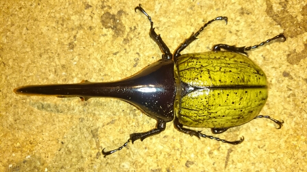 ヘラクレス オス 単品 145mm 