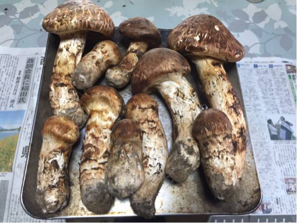 公式通販 松茸 岩手県産松茸510g | 訳あり 岩手県産 にはし商店 》規格 