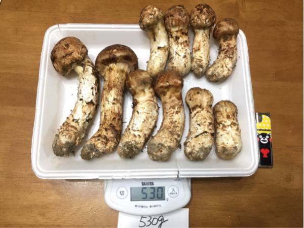 松茸 | 伝説のまつたけを販売｜岩手県北で採取した国産のまつたけを 