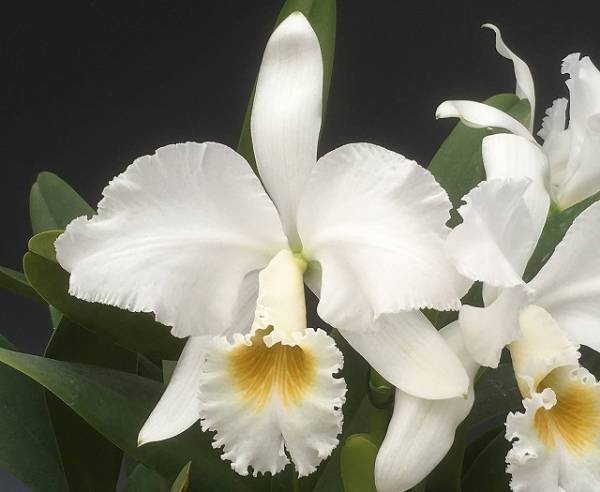 ◆◇洋蘭 原種 カトレア gaskelliana alba 'Sara 'HCC/SVCN (OG)