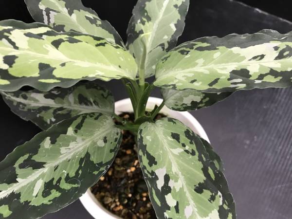 アグラオネマ ピクタム トリカラー Aceh LA便 観葉植物 花、園芸