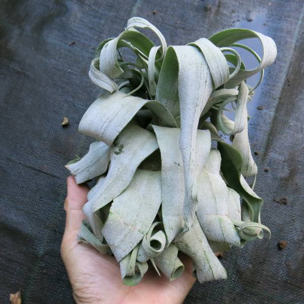 ティランジア　コレクションTillandsia streptophylla Select L
