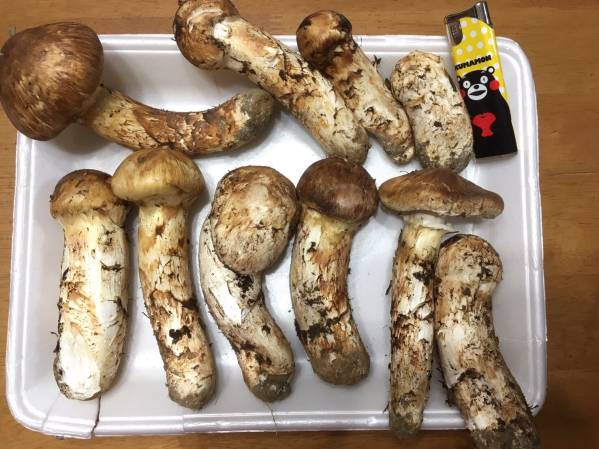 食品 岩手県産 乾燥 香茸 100g 2025年採取 ②