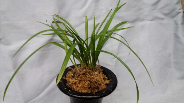 日本春蘭★月輪★8本★朱金緑覆輪