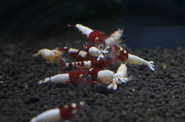 【朱麟風】Astridレッドピント10匹＋レッドターコイズ5匹 計15匹