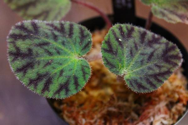 ★分光性カラー★Begonia sp.Si Sawat TK120916-2 極美種③