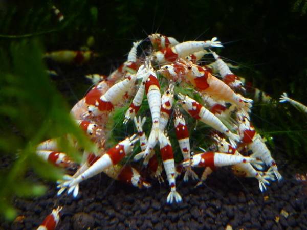 ♪♪幸盛えび　レッドビーシュリンプ美しいモスラ１５匹♪♪