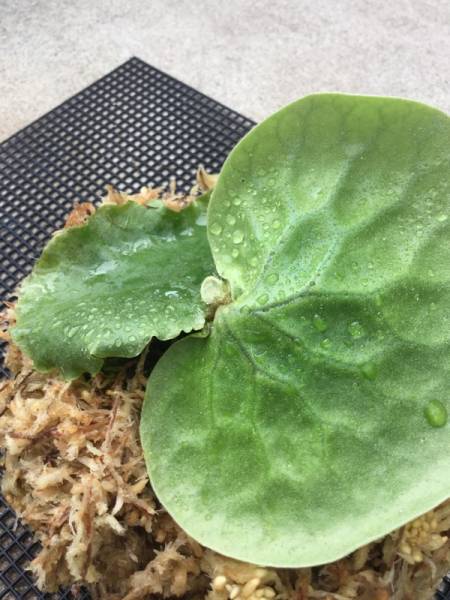 ＋P.erawan＋ ★マダ×エレファント エラワン ビカクシダ