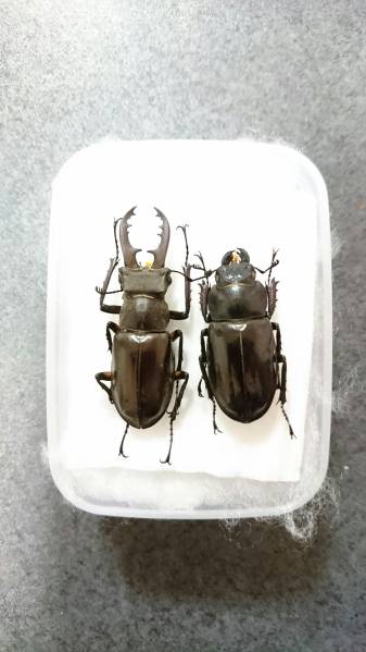 ☆標本、飛島産ミヤマクワガタ♂45mmペア☆