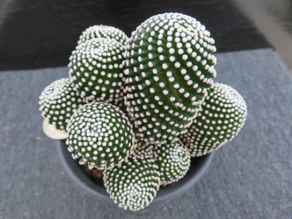 32.ルエッティー群生　サボテン　多肉植物