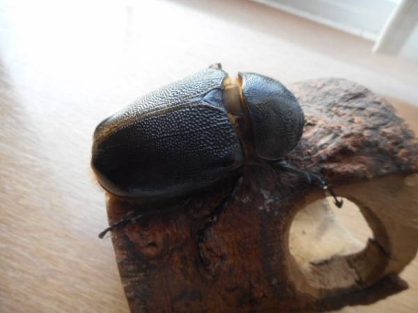 【即セット６８ミリ♀単品】　ネプチューンオオカブト　