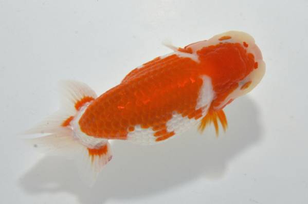 【温故知新】当歳魚 16349