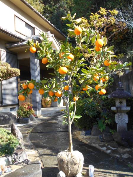 特選果樹　温州みかん　宮川早生　実つき抜群　大苗　極上品