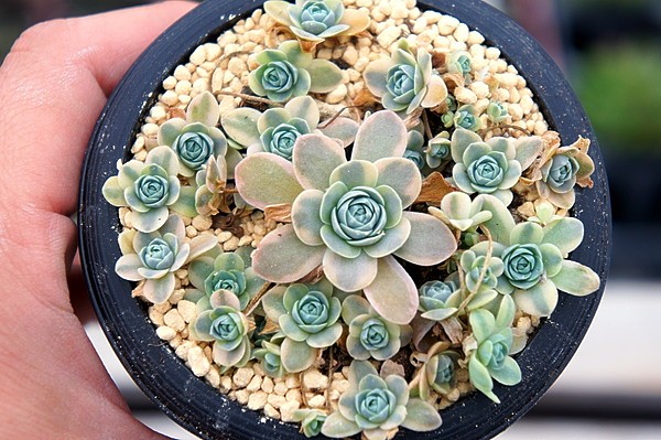 親株！送料無料！ 多肉植物 83オロスタキス 子持ちレンゲ錦 レア