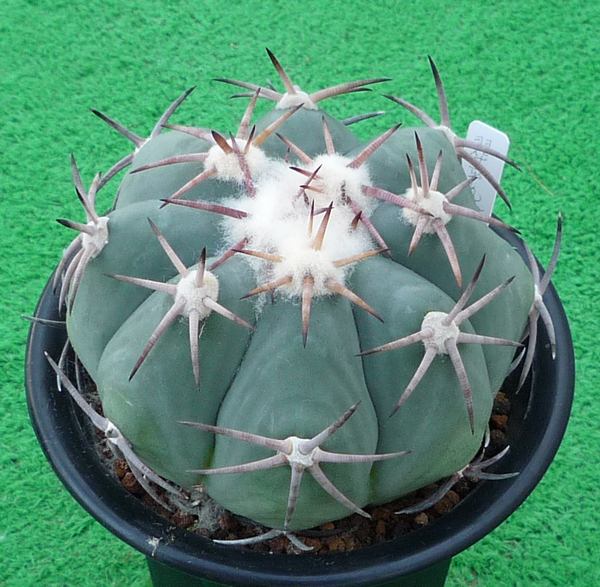 白刺翠平丸　台付 白刺翠平丸 | サボテン Echinocactus サボテン・多肉植物