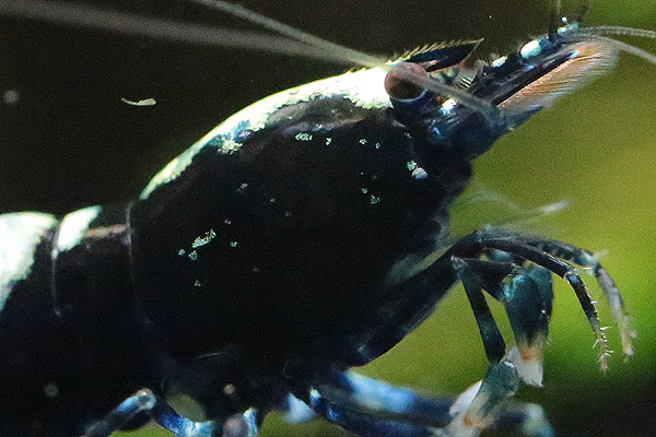 【水草屋～極～】　■極の日■　クラウド　NO.17