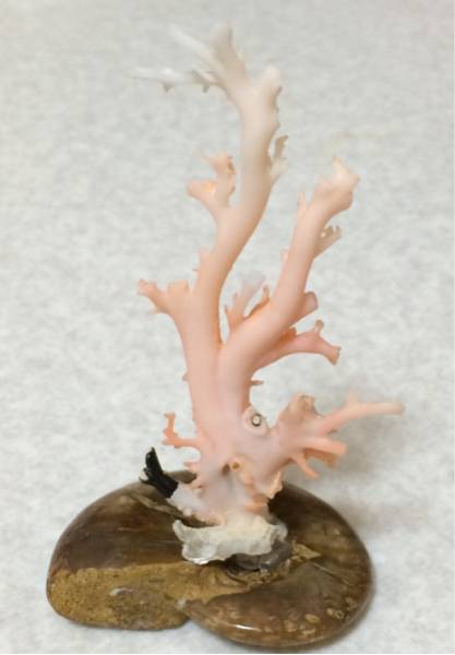 粉赤珊瑚 ピンク赤サンゴ 原木 アンモナイトサンゴ 返品可能