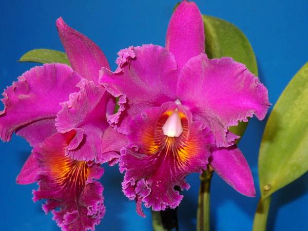 洋蘭　カトレア　チアリン