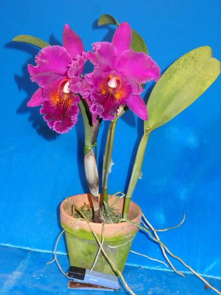 洋蘭　カトレア　チアリン