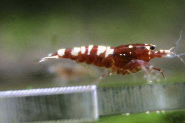 【エビ武蔵】 即戦力レッドムサシギャラクシー個体　