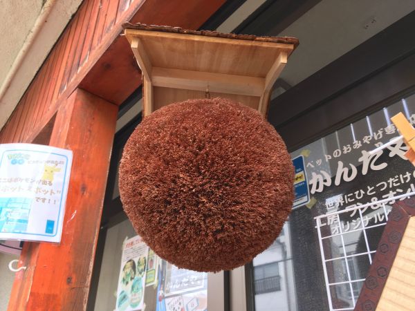 杉玉【屋根付き】① 杉玉【屋根付き】① 送料無料】杉玉・1年物 (屋根