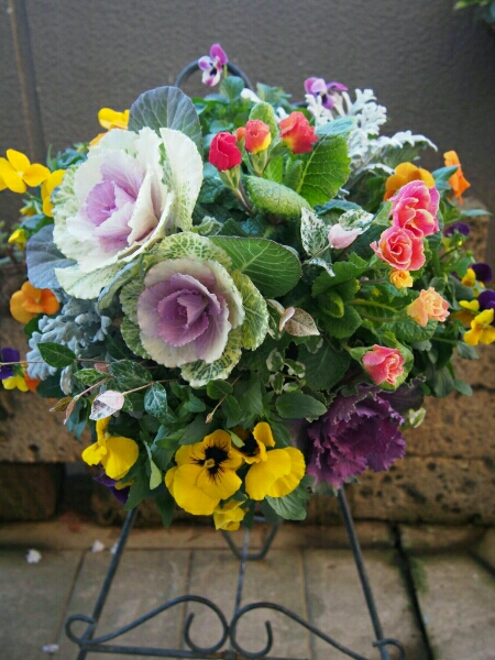 壁に掛けれるハンギングに♪ハボタン、ジュリアン