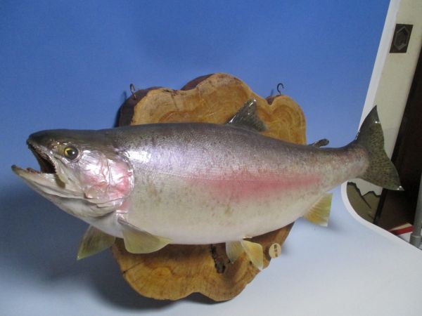 虹鱒 ニジマス 剥製 釣り物 北海道 ビッグ(アクセサリー)｜売買された