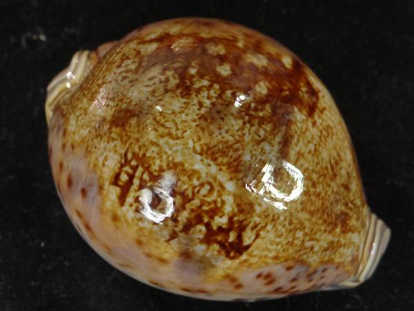 h287005584.1