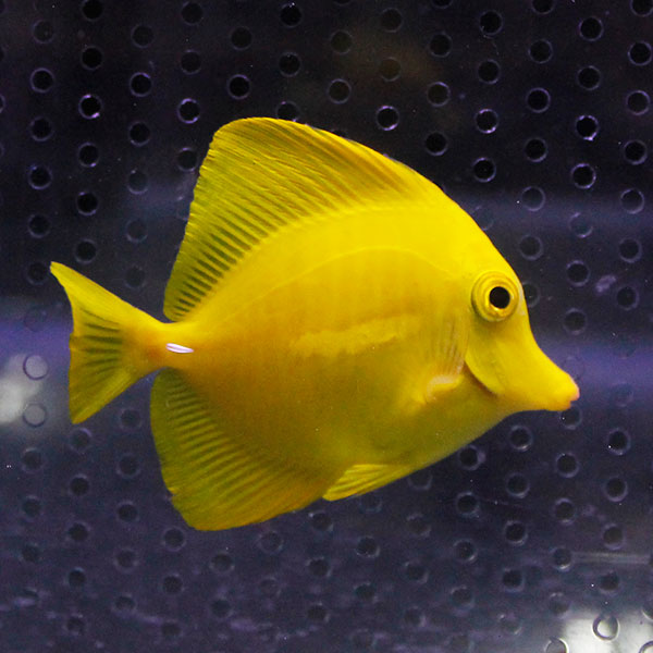 キイロハギ 5匹セット 6-8cm± (A-2640)