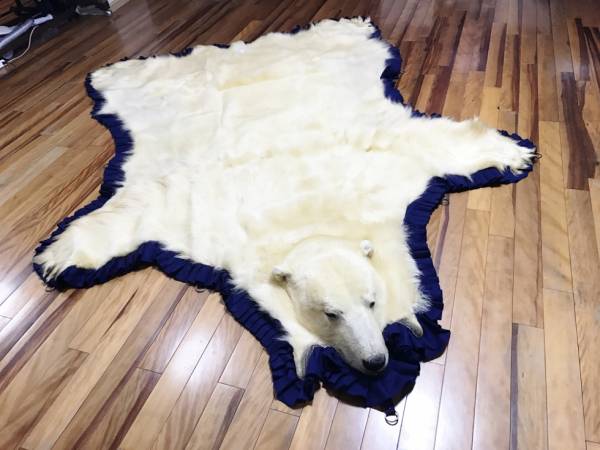 希少品シロクマ毛皮ラグ 壁掛け可能白熊剥製 白熊 剥製 毛皮 敷物 美品