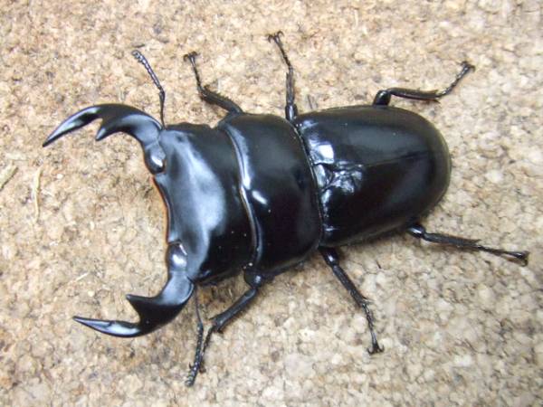 マレーアンタエウス ペラク州 カンポン アタップ産 成虫ペア 1415