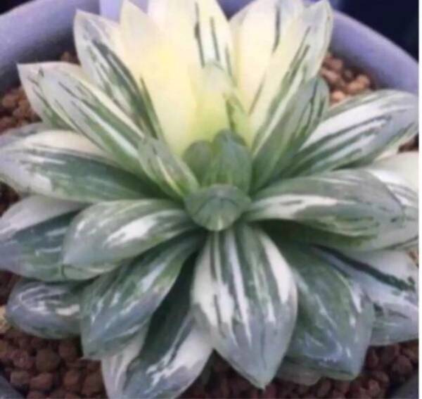多肉植物 ハオルチア オブツーサ錦 花火 サボテン 売買されたオークション情報 Yahooの商品情報をアーカイブ公開 オークファン Aucfan Com 多肉植物 ハオルチア オブツーサ錦 花火 サボテン 売買されたオークション情報 Yahooの商品情報をアーカイブ公開 オークファン Aucfan Com