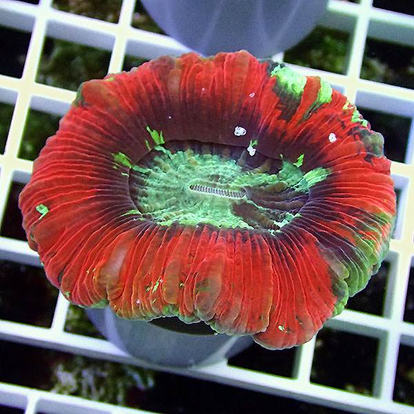 【サンゴ現物42】オオバナサンゴ (B-3436)