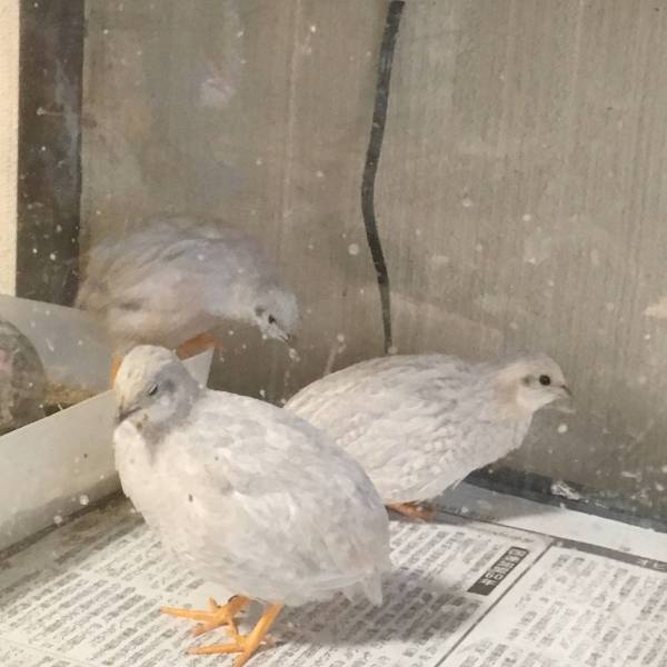 ☆ヒメウズラ☆シルバー(有精卵)孵化用7個＋保証1個(定形外可)_1