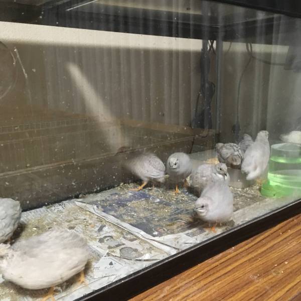 ☆ヒメウズラ☆シルバー(有精卵)孵化用7個＋保証1個(定形外可)_2