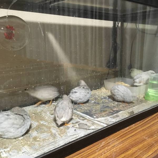 ☆ヒメウズラ☆シルバー(有精卵)孵化用7個＋保証1個(定形外可)_3