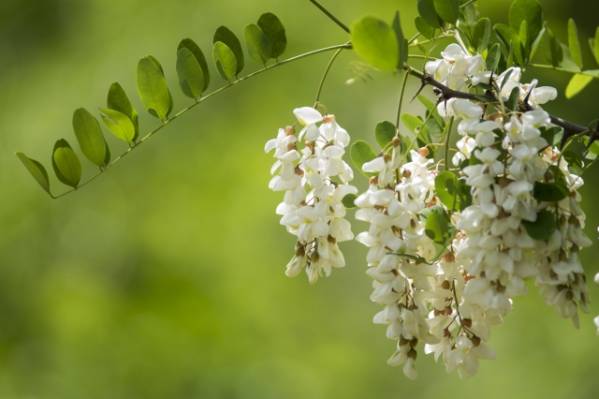 自然ハチミツ　田舎の山の百花蜜【樹花】【花みつ】セット①