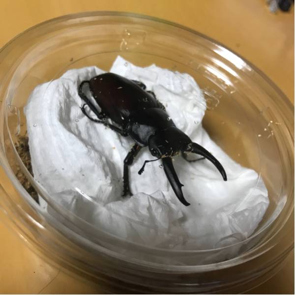 赤ドンキ ドンキエル | 公式通販 トキのカブクワ飼育記録 コクワガタ 