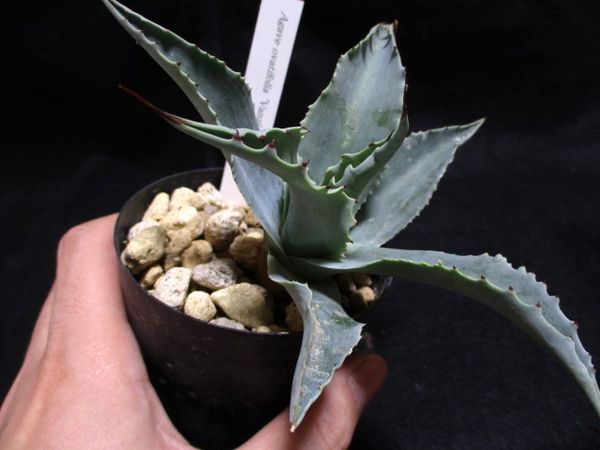 16 最終 Agave ovatifolia Vanzie アガベ オバティフォリア バンジー