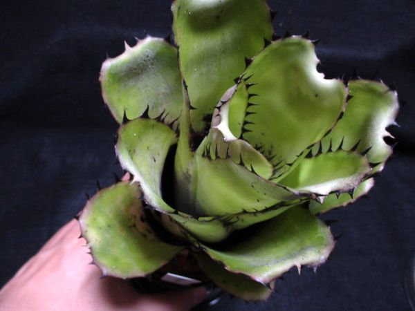 53 極上 Billbergia sanderiana ビルベルギア サンデリアナ （ 原種