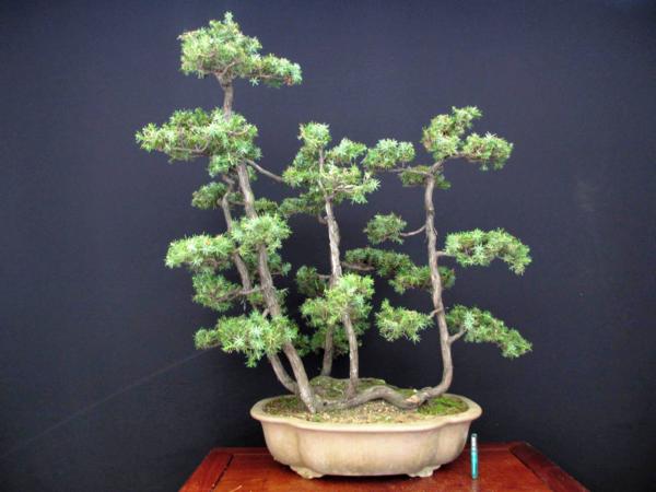 盆栽 Juniperus rigida 杜松／トショウ 樹高60㎝ 枝ジン シャリ幹