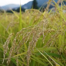 ☆★新米★☆コシヒカリ 30キロ ☆一等米★残りわずか！